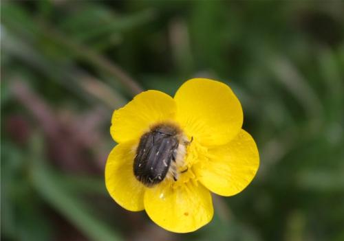 Tropinota hirta